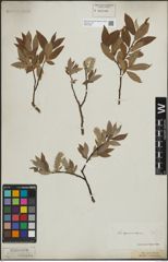 Foto von Salix lapponum L. x Salix silesiaca Willd.